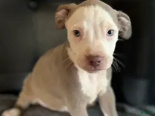 Mixed Breed dogs Mixed Breed Puppy 3 - Ad 18