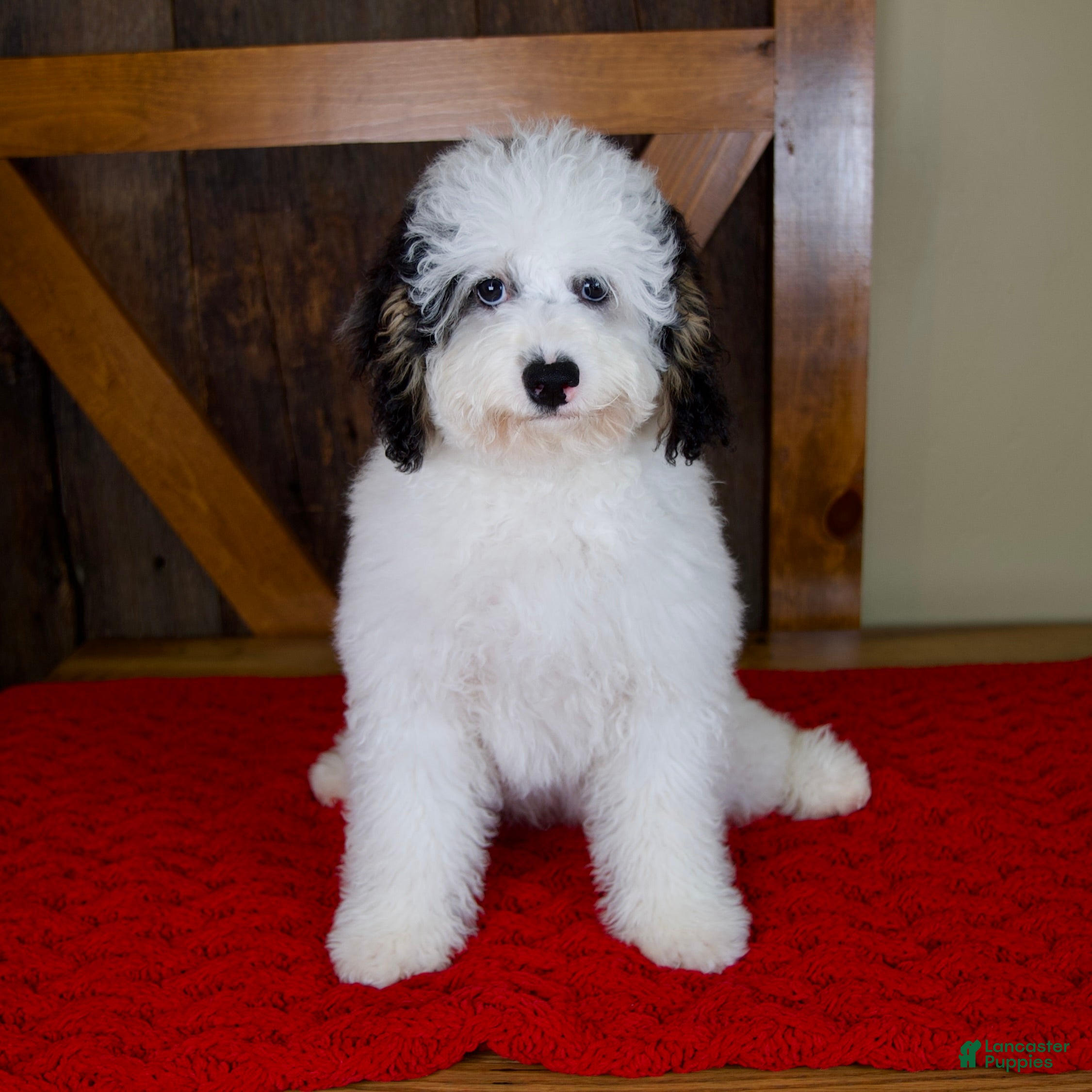 Mini Bernedoodle dogs Molly - Micro Mini Teddy Bear - Ad 1
