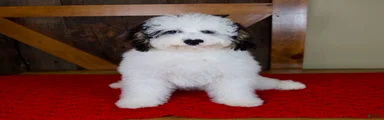 Molly - Micro Mini Teddy Bear
