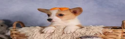 Welsh Corgi Pembroke dogs for sale: Carter  - Ad 2