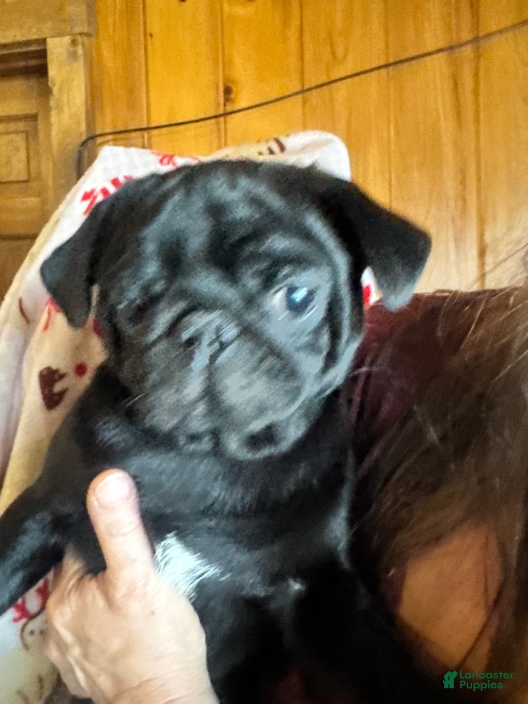 Pug dogs for sale: Pug Puppy 3 - Ad 1