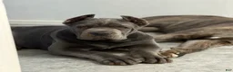 Cane Corso dogs for sale: Cane Corso Puppy 1 - Ad 2