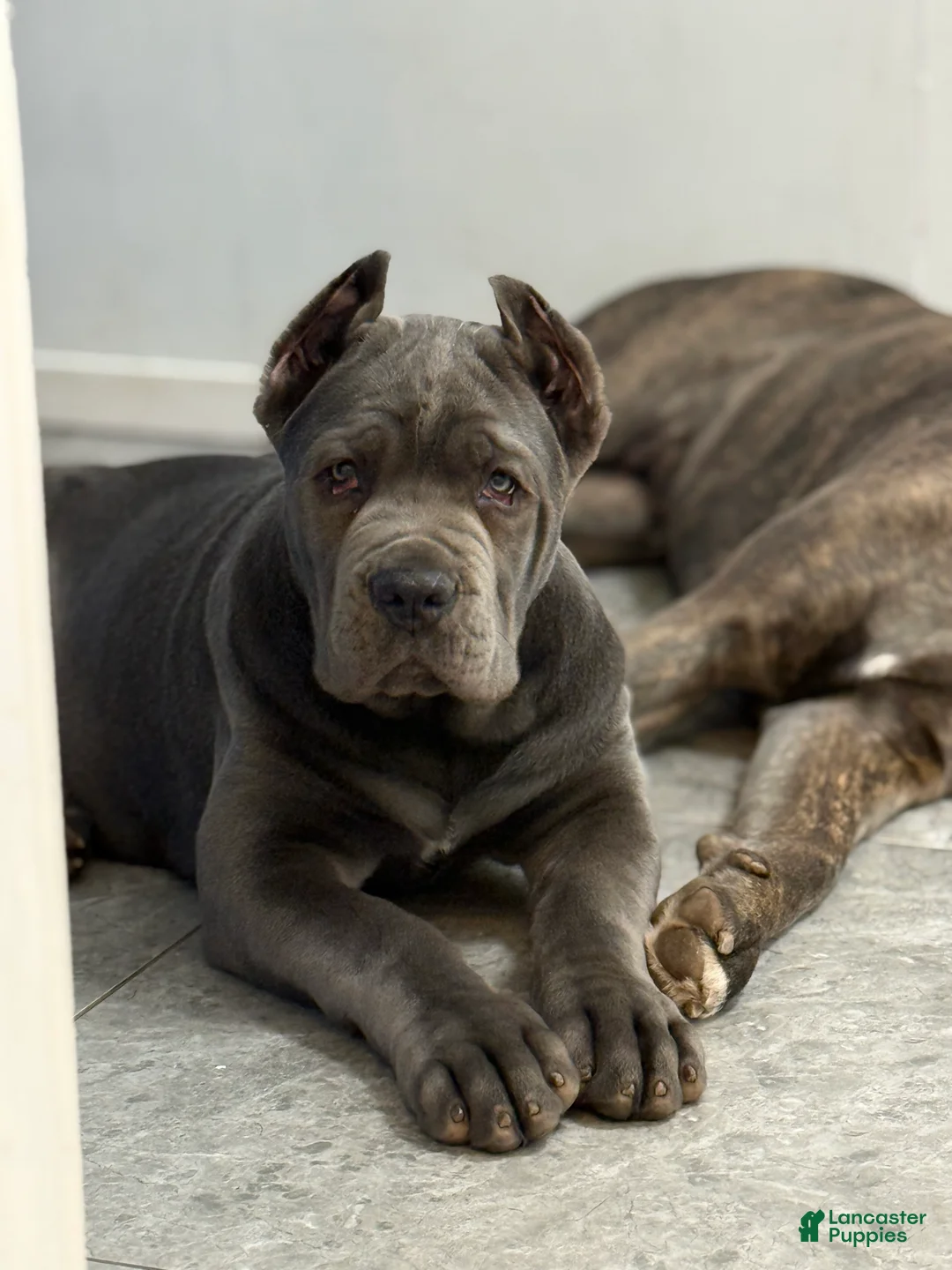 Cane Corso dogs for sale: Cane Corso Puppy 1 - Ad 2