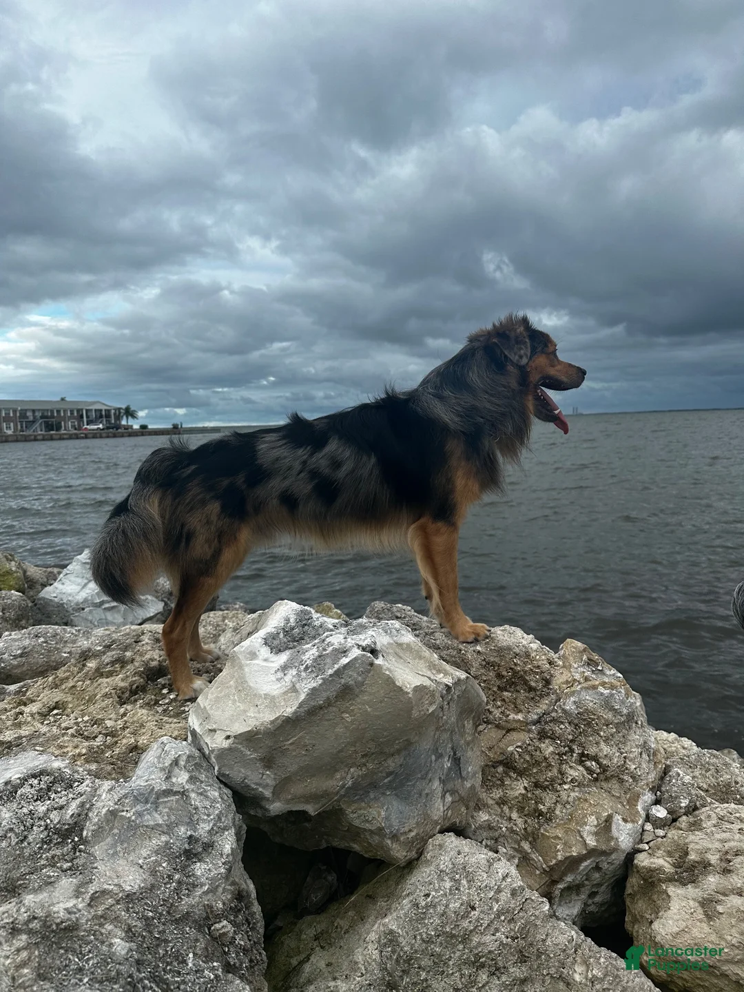 Anatolian Shepherd dogs for stud: Australian shepherd for stud  - Ad 2