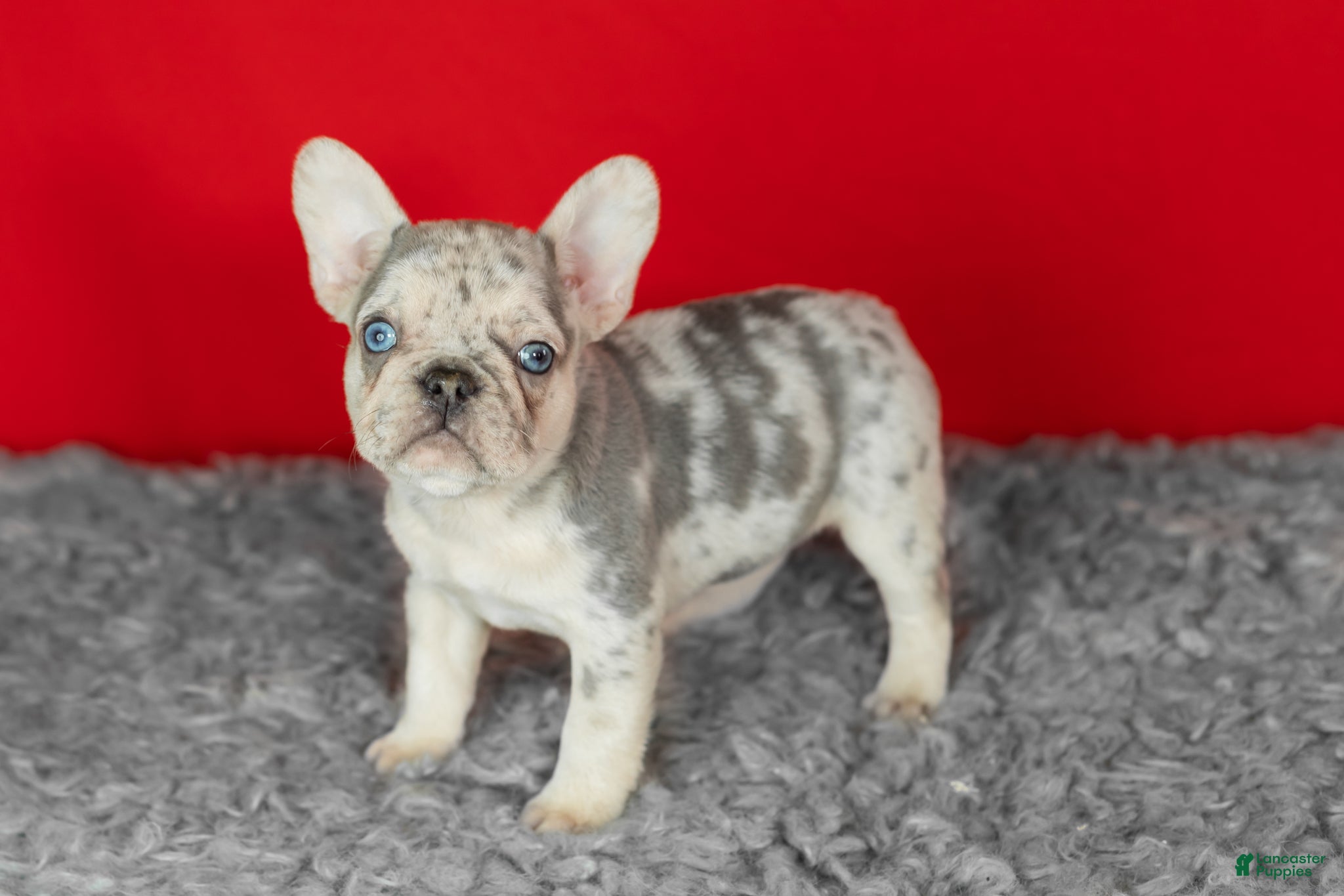 French Bulldog dogs Daisy  - Ad 18