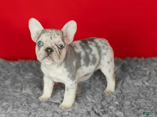 French Bulldog dogs Daisy - Ad 18