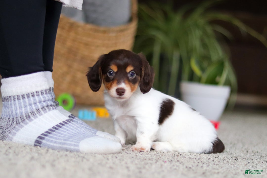 Miniature Dachshund dogs for sale: Stella - Ad 12