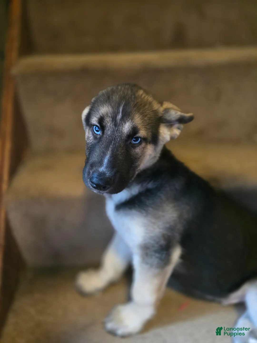 Gerberian Shepsky dogs for sale: Milo - Ad 1