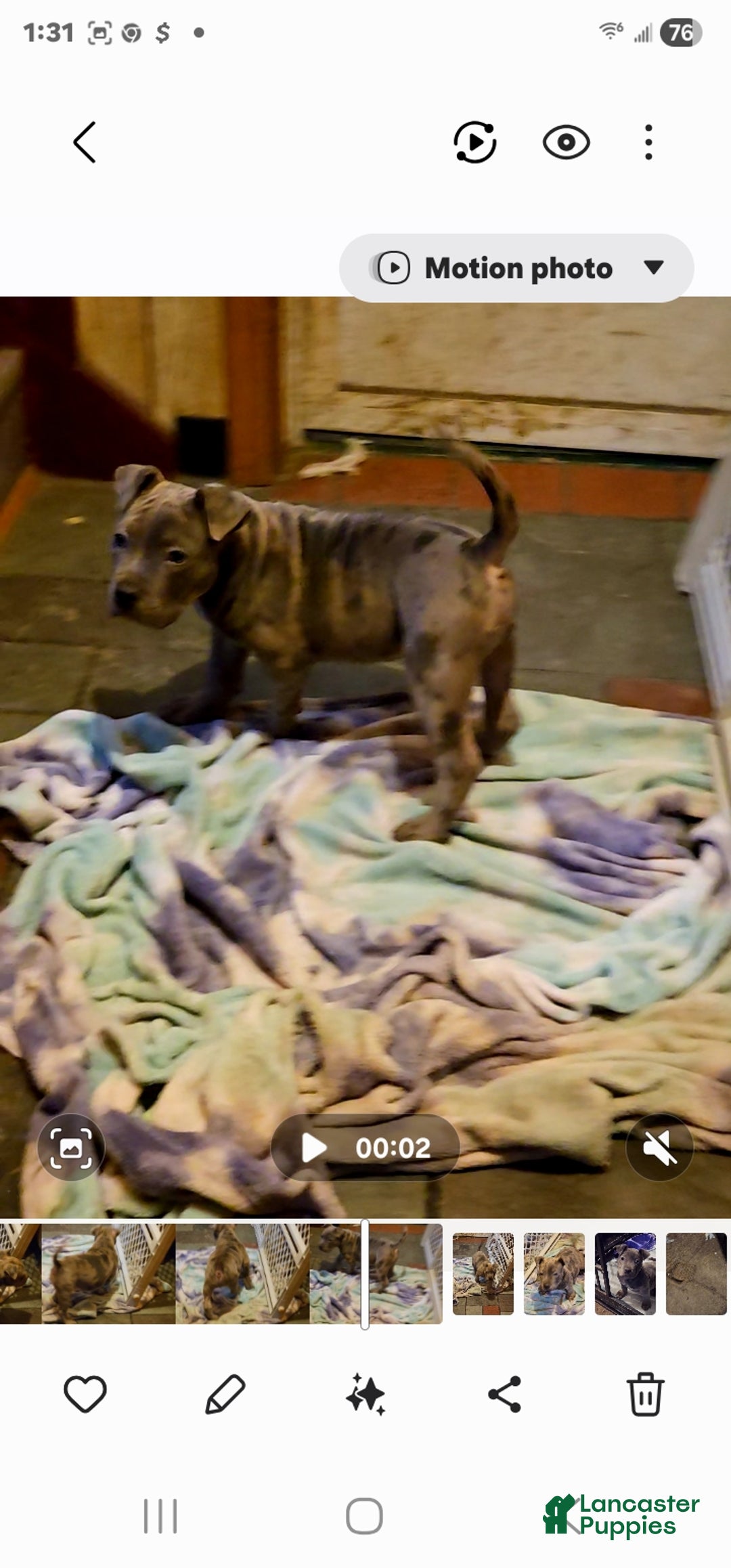 American Bully dogs for sale: American Bully Puppy 1 - Ad 4