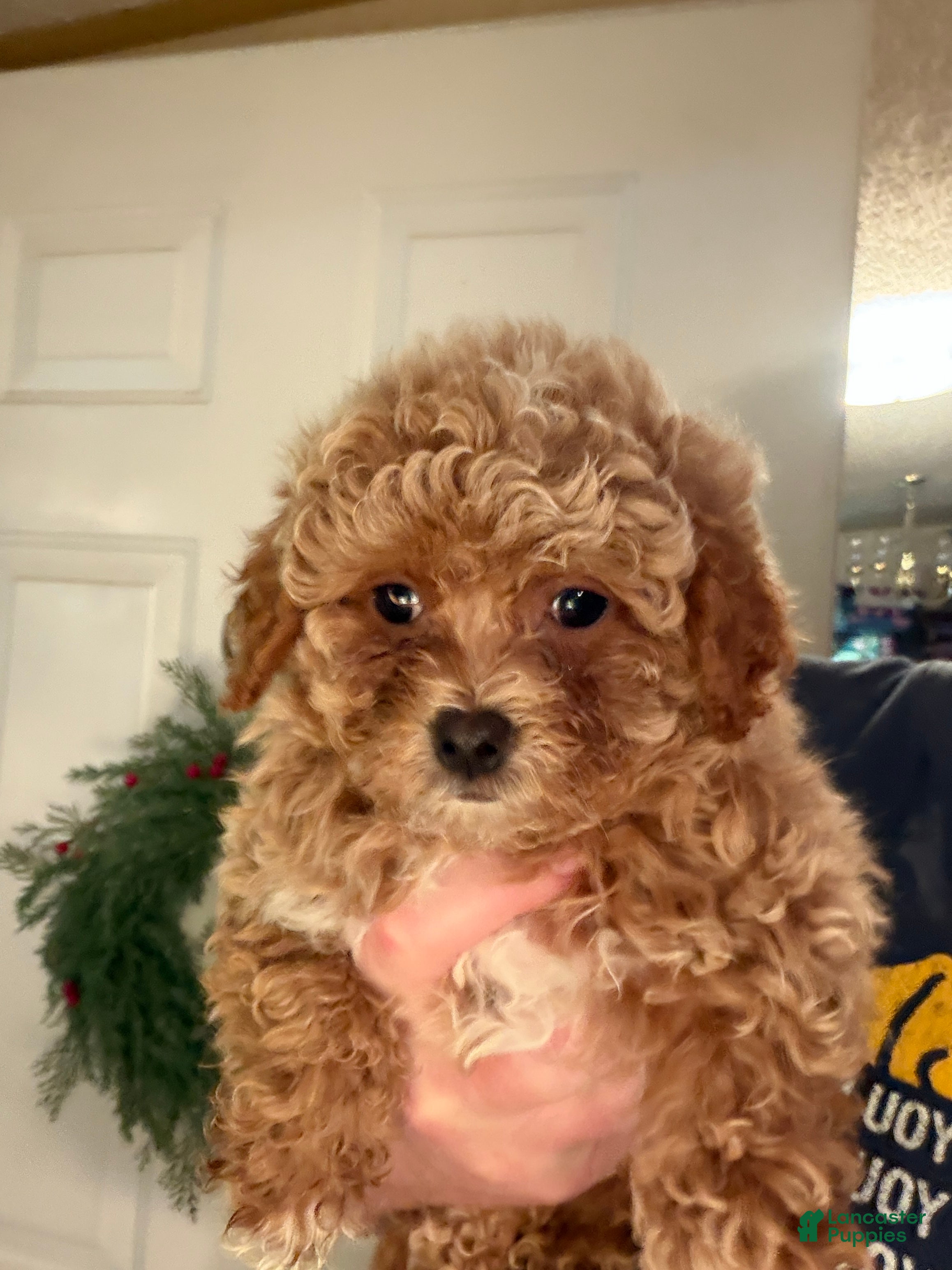 Bichpoo dogs Lucky - Ad 26