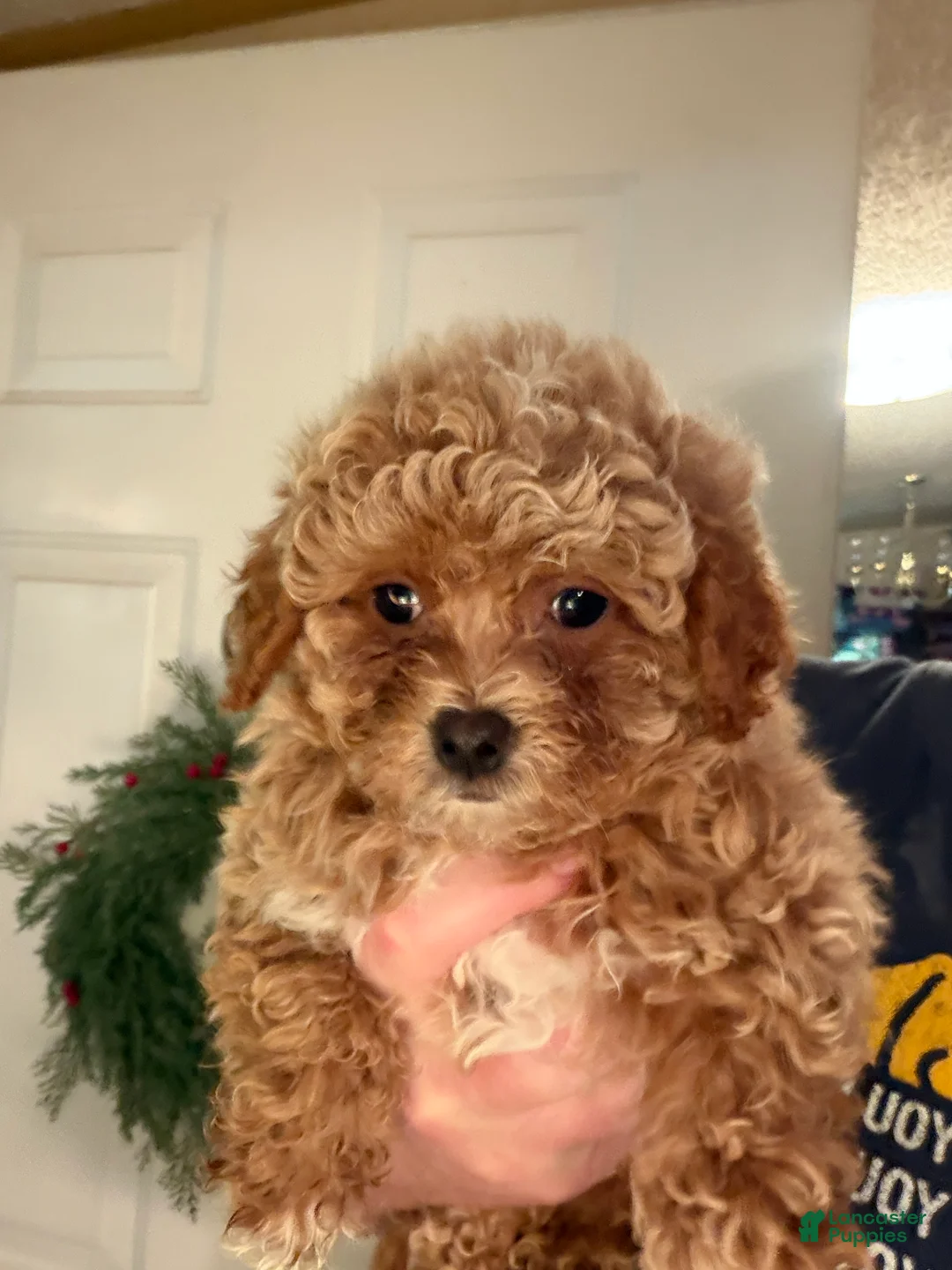 Bichpoo dogs for sale: Lucky - Ad 1