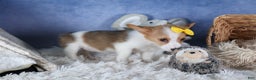 Welsh Corgi Pembroke dogs for sale: Lilly - Ad 6