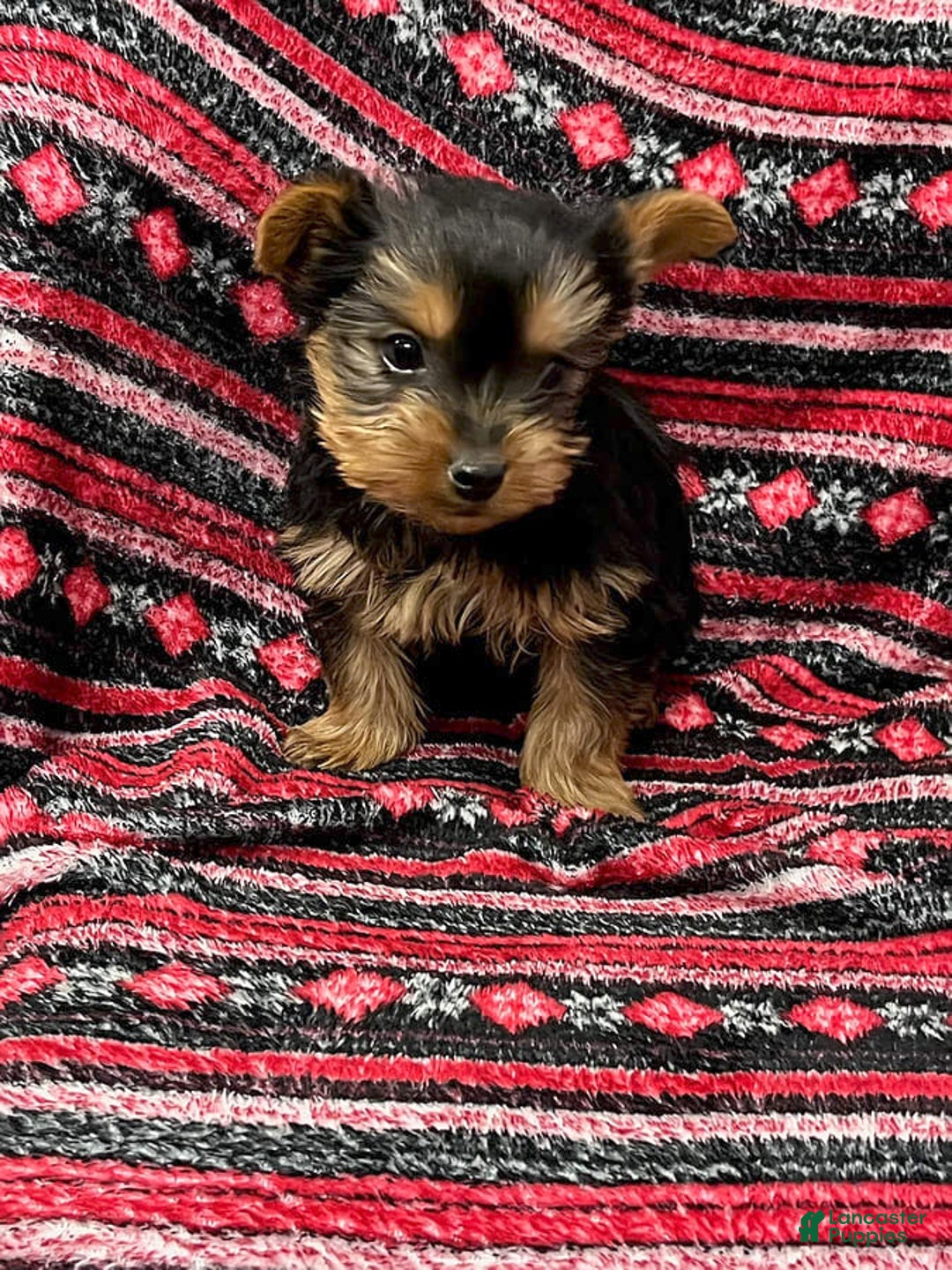 Gallery Image {{count}}