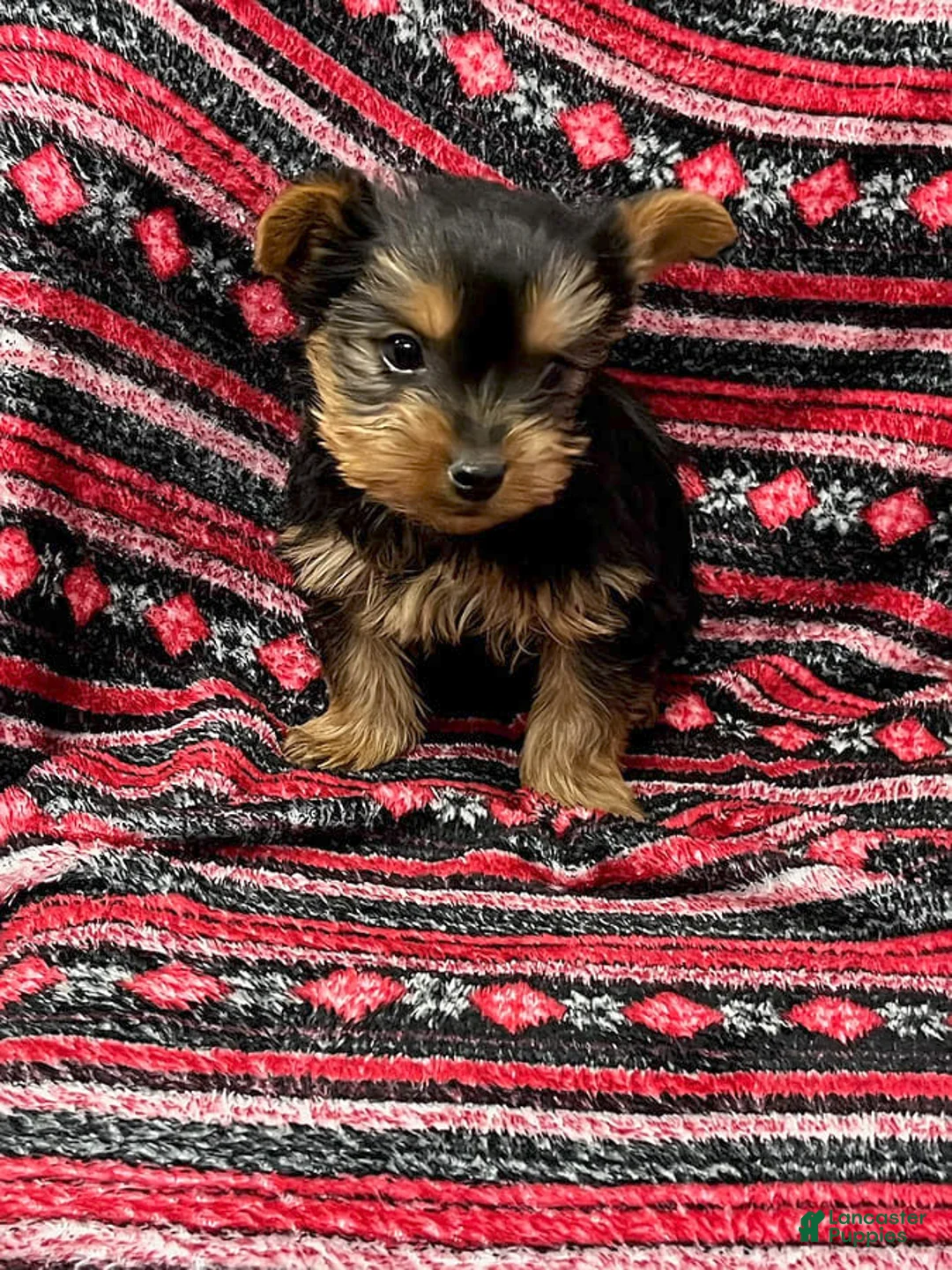 Gallery Image {{count}}