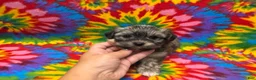 Havanese dogs for sale: Sasha - Ad 7