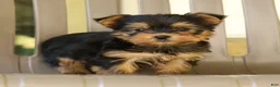 Yorkshire Terrier dogs for sale: Darla - Ad 3