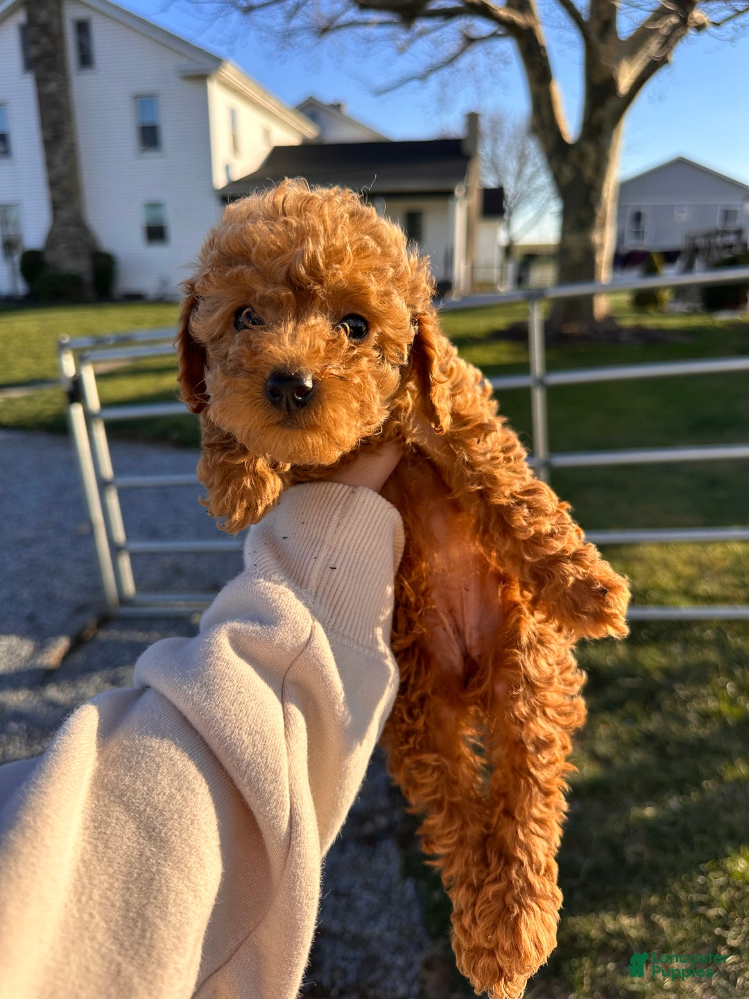 Toy Poodle dogs for sale: Buddy - Ad 7