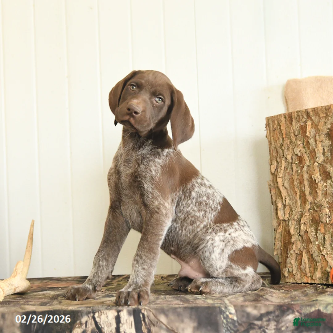 German Shorthaired Pointer dogs for sale: Dallas - Ad 4