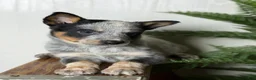 Australian Cattle Dog dogs for sale: Australian Cattle Dog Puppy 2 - Ad 7