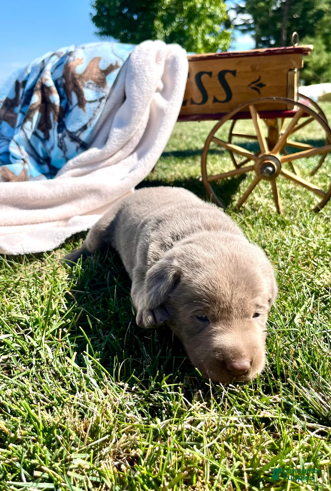 Labrador Retriever dogs for sale: Tootsie❤️AKC Hip Cert - Ad 1