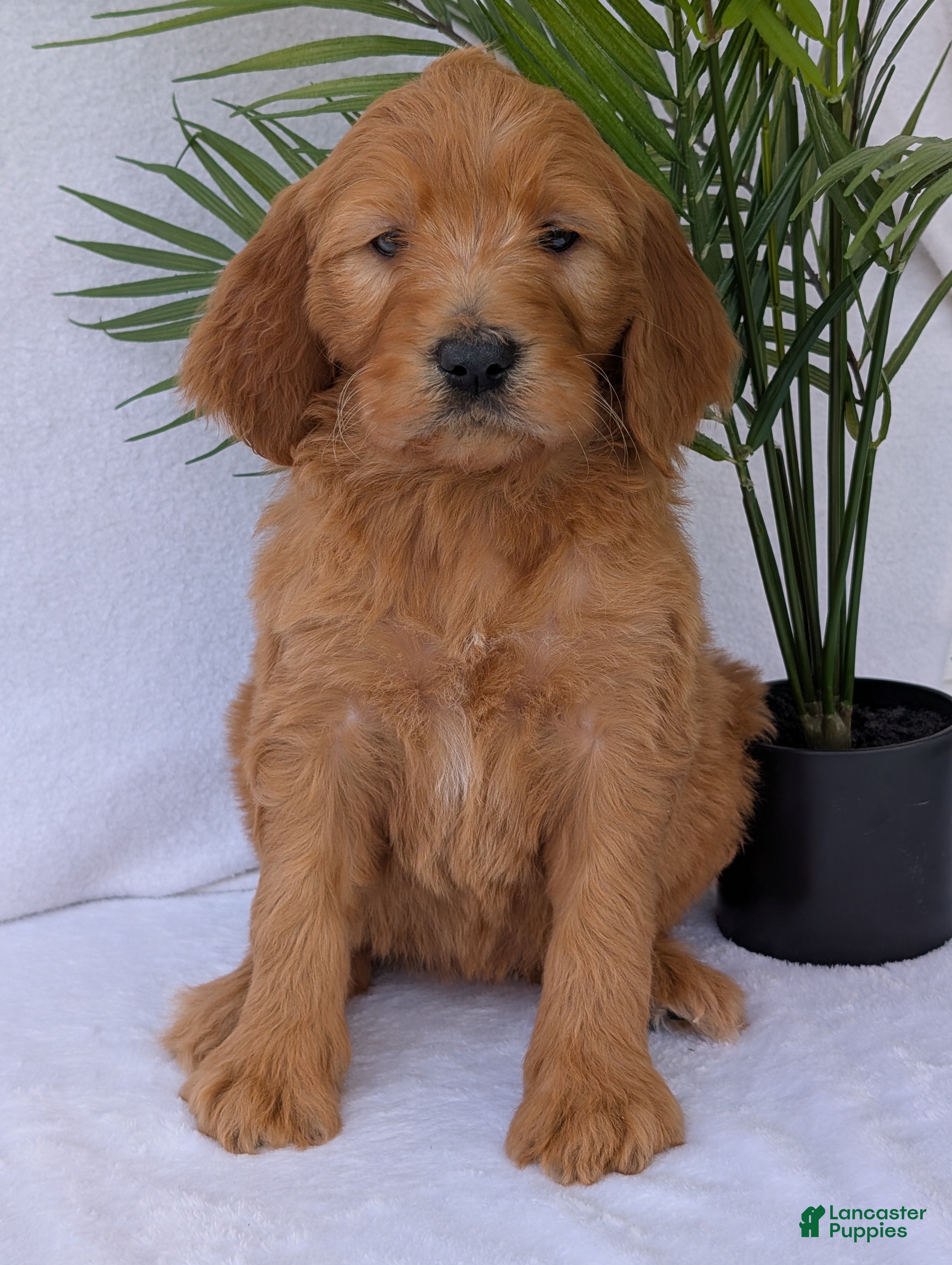Goldendoodle dogs Gracie - Ad 2