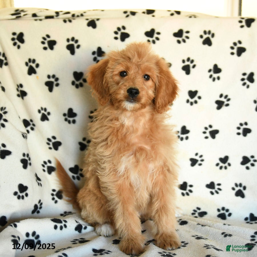 Mini Goldendoodle dogs Sera - Ad 7