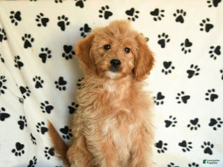 Mini Goldendoodle dogs Sera - Ad 41