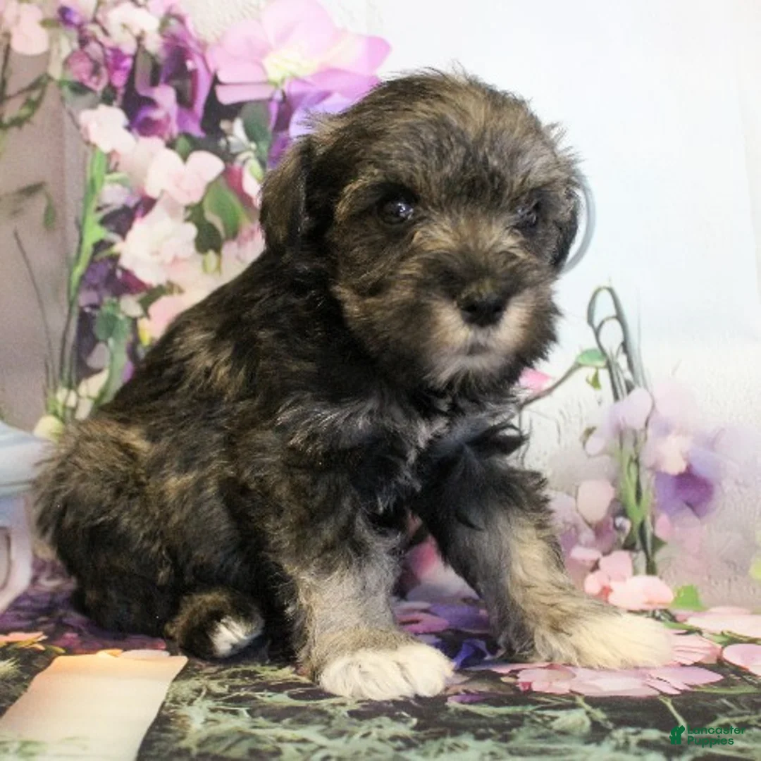 Miniature Schnauzer dogs for sale: Talluah - Ad 3