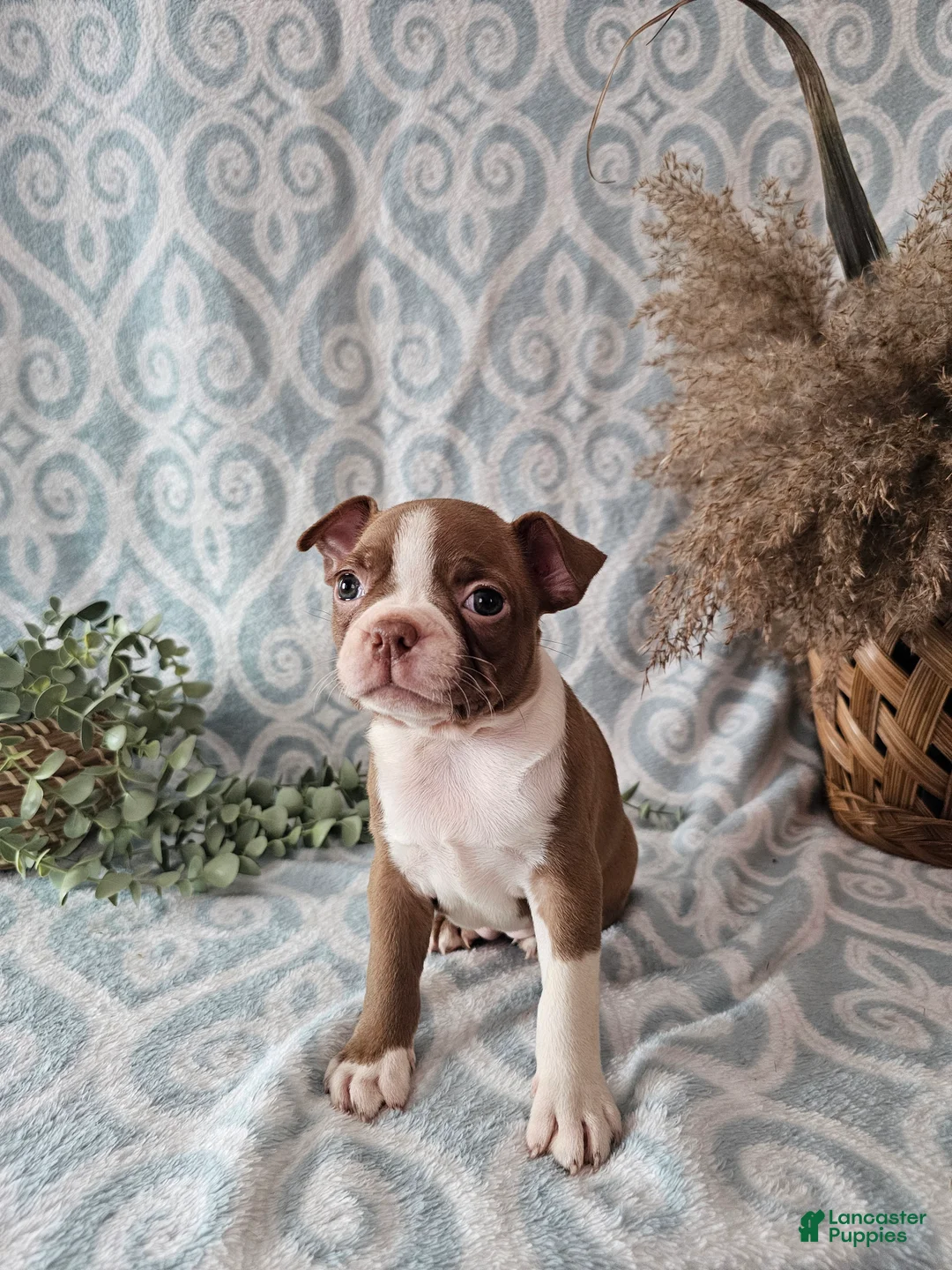 Boston Terrier dogs for sale: Casey - Ad 9
