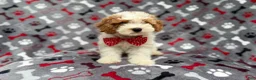 Cockapoo dogs for sale: Lucky - Ad 10