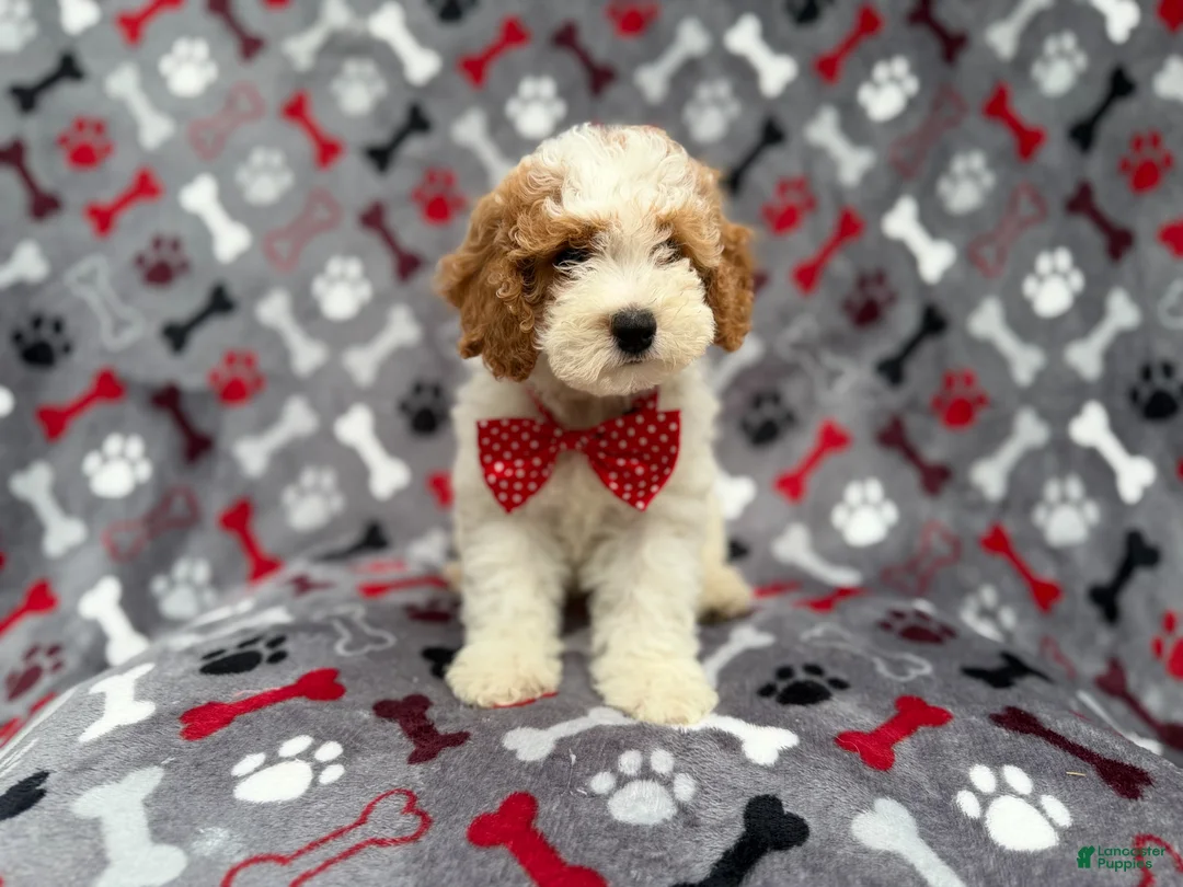 Cockapoo dogs for sale: Lucky - Ad 10