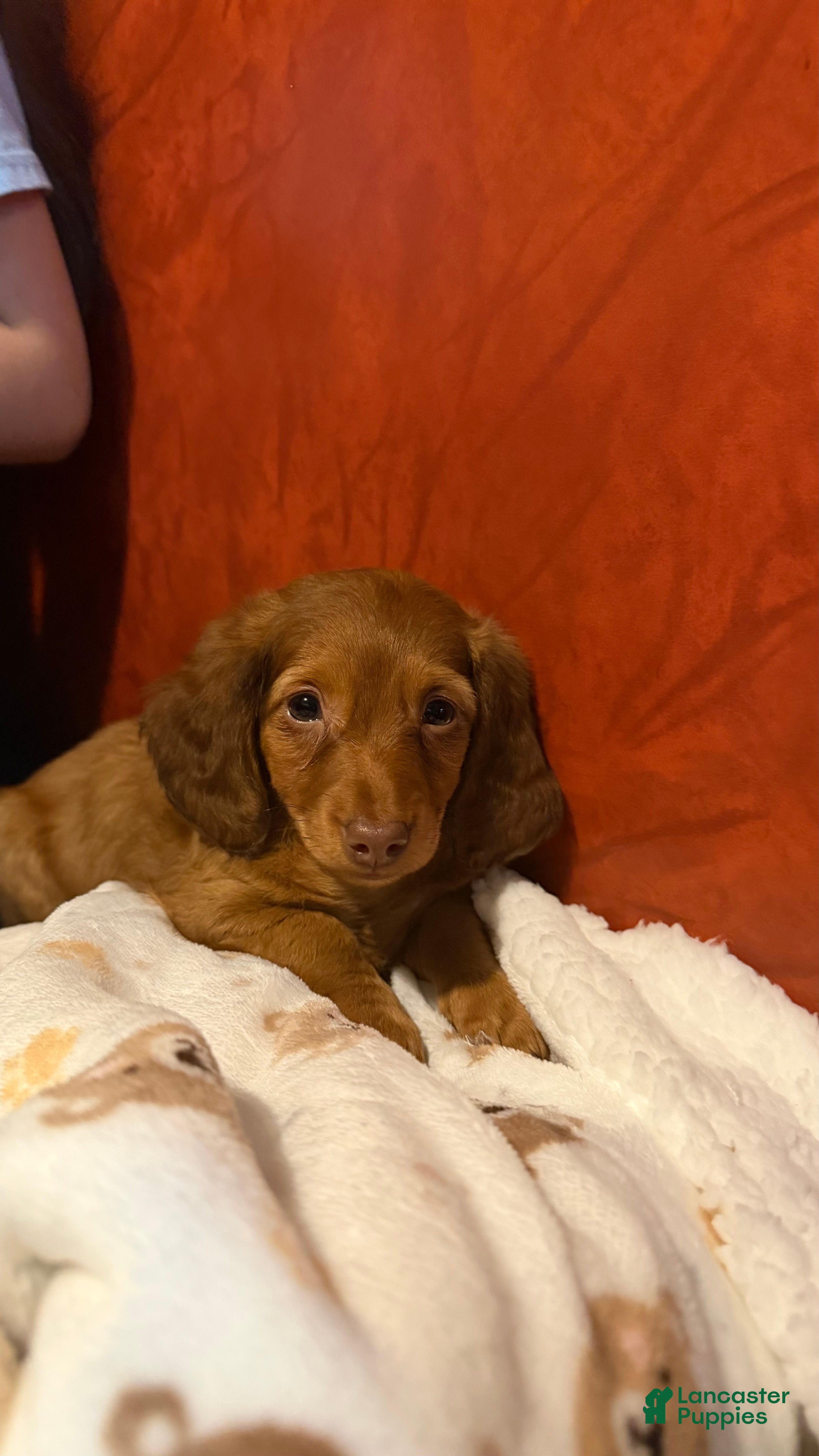 Miniature Dachshund dogs Zara - Ad 2