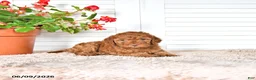 Mini Goldendoodle dogs for sale: Sasha - Ad 4