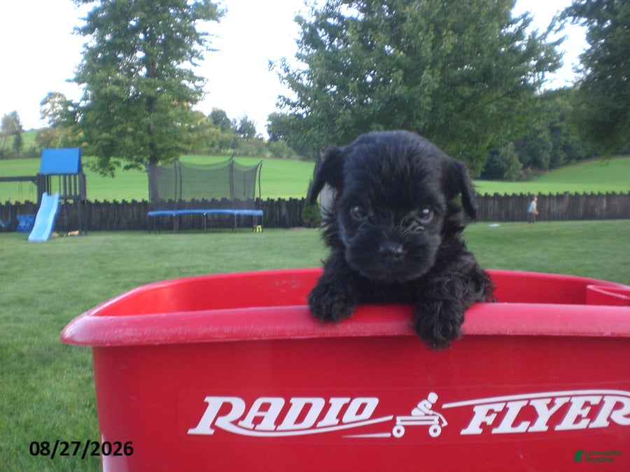 Yorkiepoo dogs Jack - Ad 2