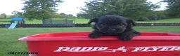 Yorkiepoo dogs for sale: Jack - Ad 4