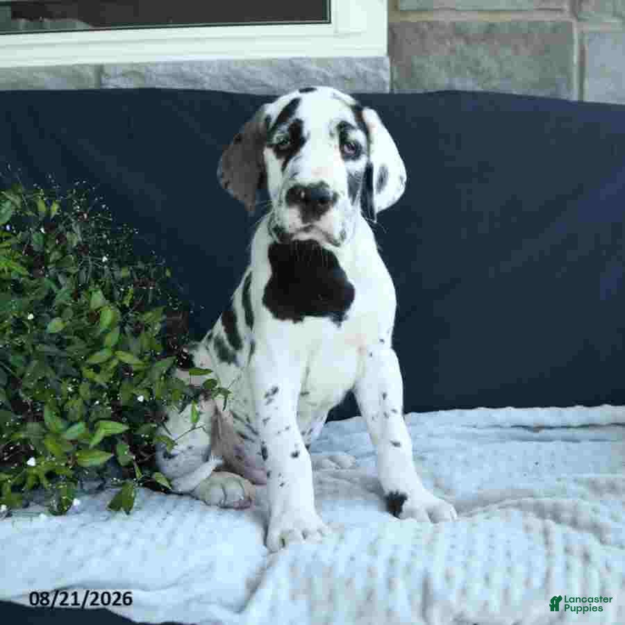 Great Dane dogs Chase - Ad 1