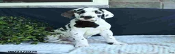 Great Dane dogs for sale: Chase - Ad 6