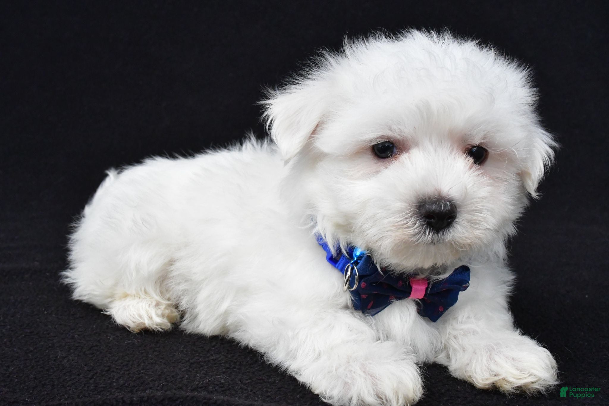Maltese dogs Tom - Ad 1