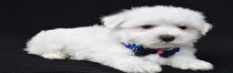 Maltese dogs for sale: Tom - Ad 5