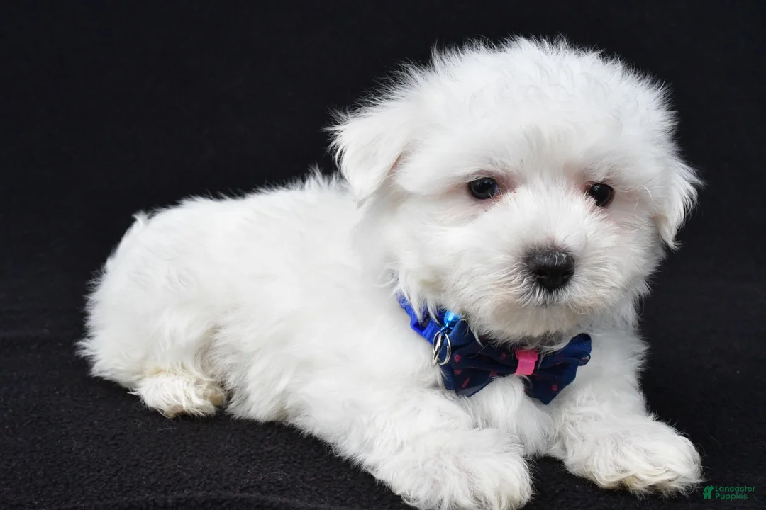 Maltese dogs for sale: Tom - Ad 1