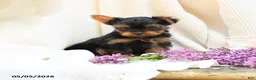 Yorkshire Terrier dogs for sale: Castor - Ad 5
