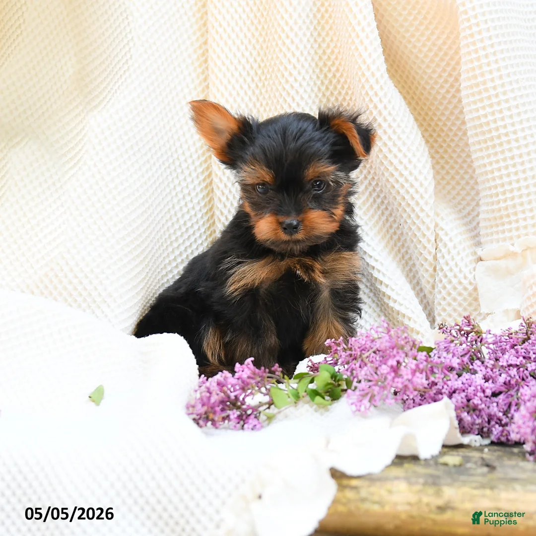 Yorkshire Terrier dogs for sale: Castor - Ad 5