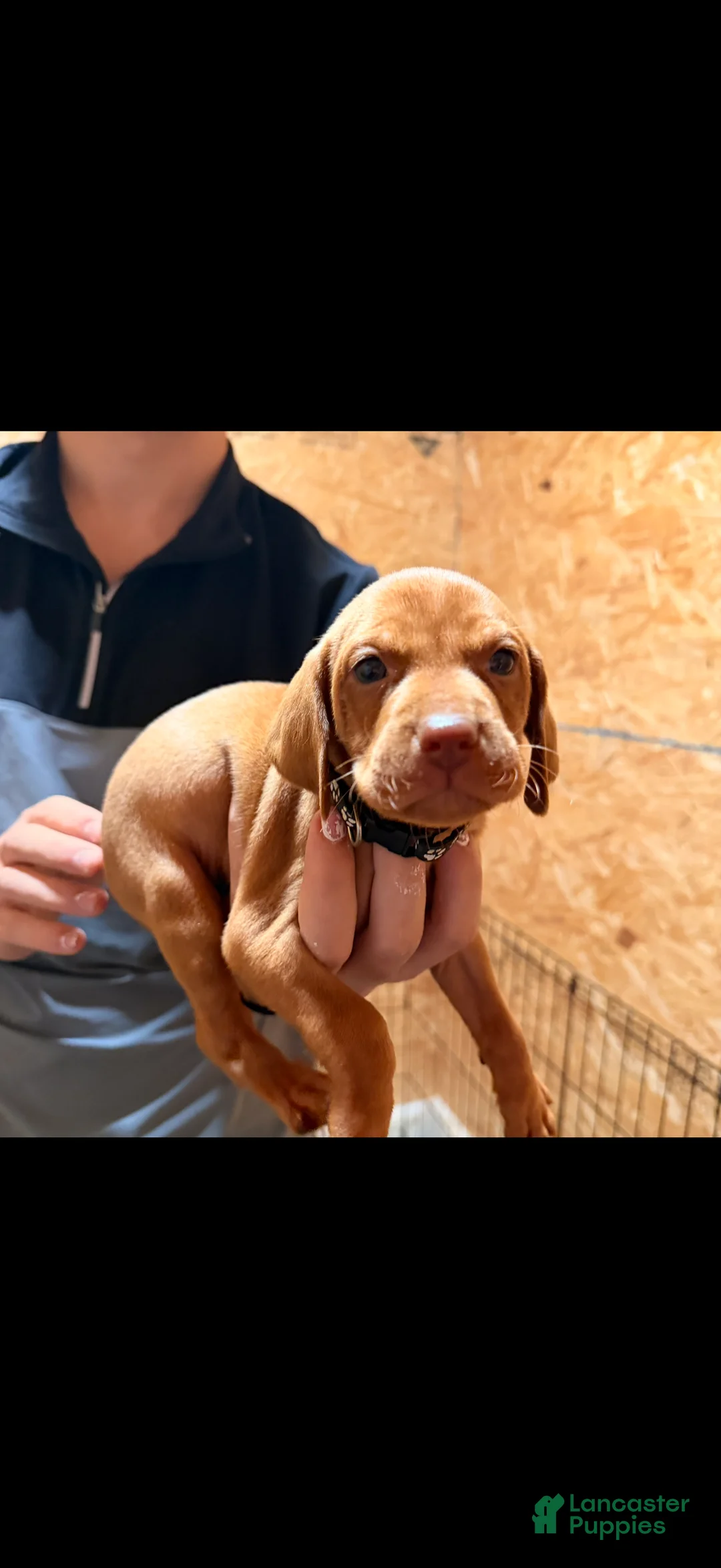Vizsla dogs for sale: Black Male - Ad 2