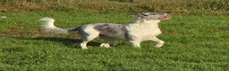 Border Collie dogs for sale: AKC Junior  - Ad 7