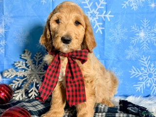 Goldendoodle dogs Marley - Ad 25