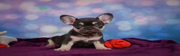 French Bulldog dogs for sale: Debbie - Ad 9