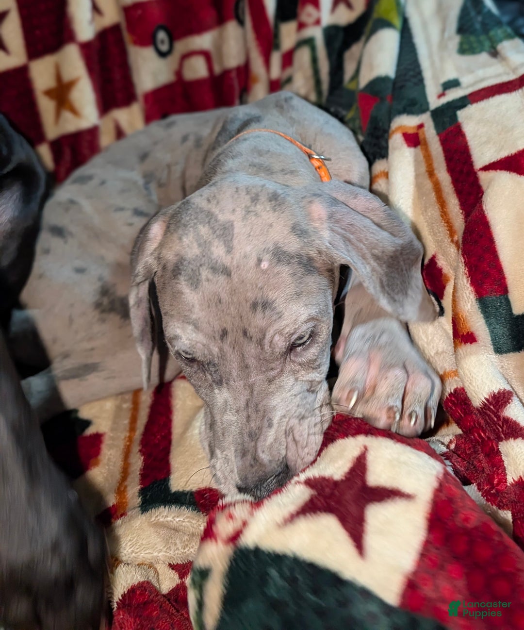 Great Dane dogs for sale: Great Dane Puppy 1 - Ad 7