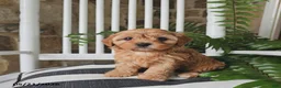 Cavapoo dogs for sale: Juno - Ad 3