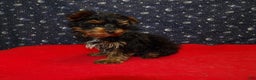 Yorkshire Terrier dogs for sale: Jonah - Ad 2