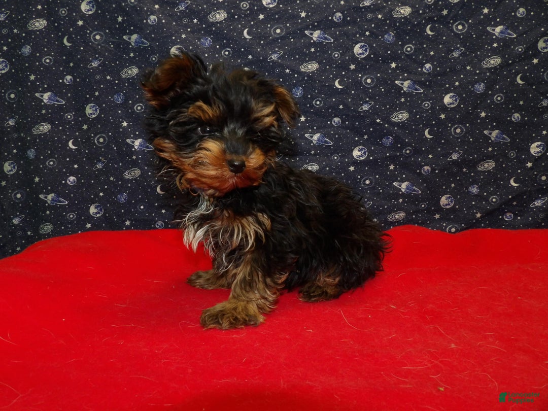 Yorkshire Terrier dogs for sale: Jonah - Ad 2